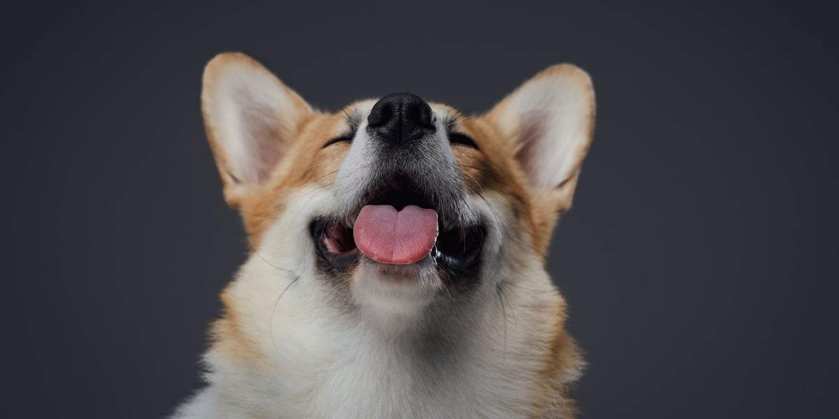 Waggel Blog Dog Keeps Licking Lips Why is it Happening?