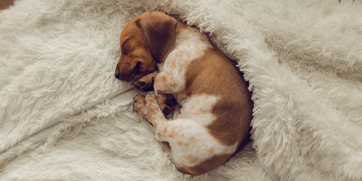 Waggel Blog Teacup Dogs What Are They? Plus Some Cute Pics