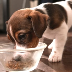 Picture of Waggel Blog - Grain-Free Puppy Food: The Ultimate Guide