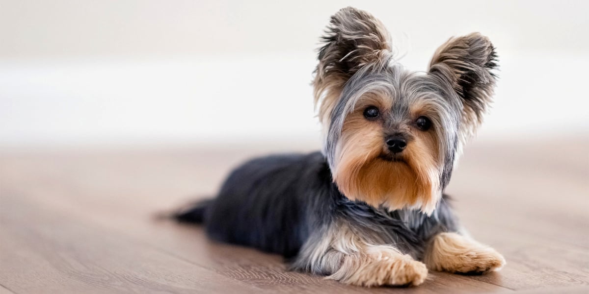 Waggel Blog - Dogs That Don't Shed | Dog Breeds With Little to No Shedding