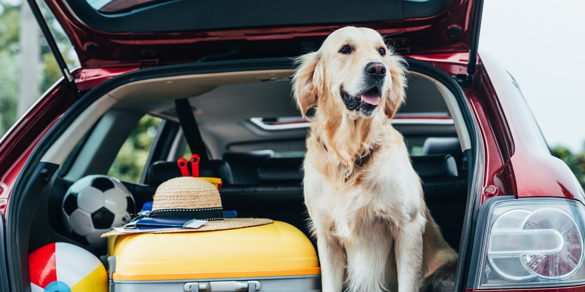 Waggel Blog A Complete Guide to Travel Sickness Tablets for Dogs