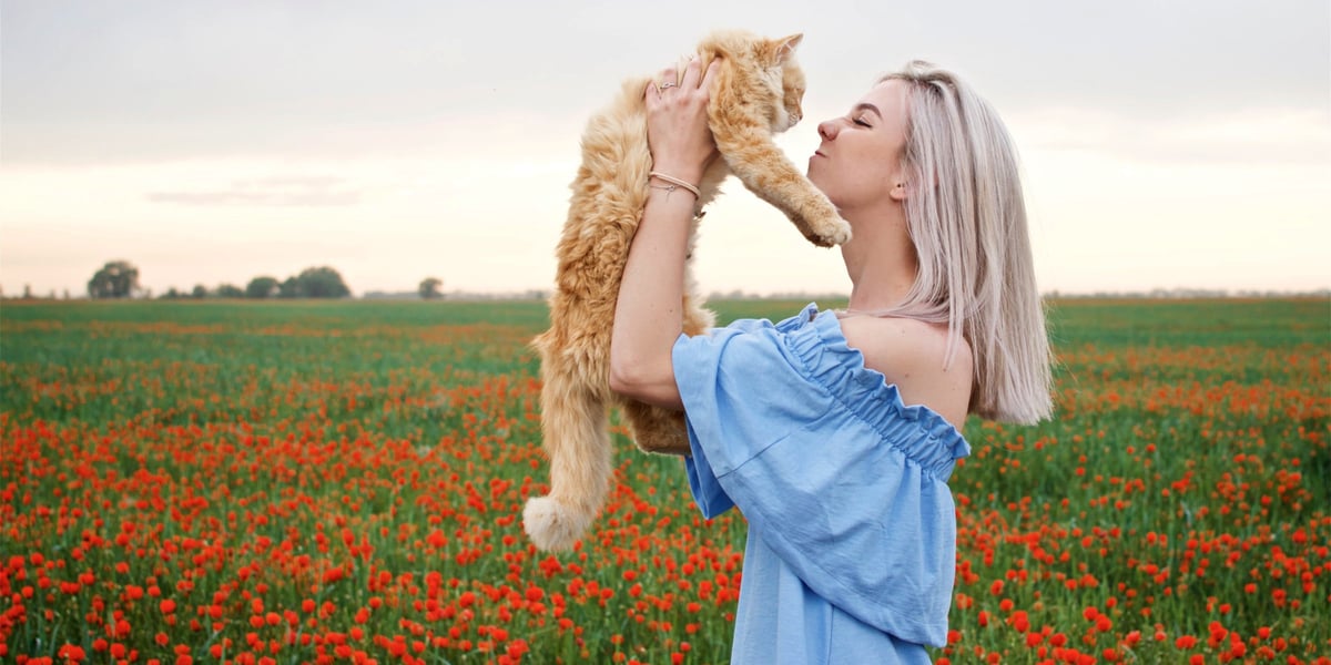 Waggel Blog How To Pick Up A Cat Correct Way To Handle A Cat