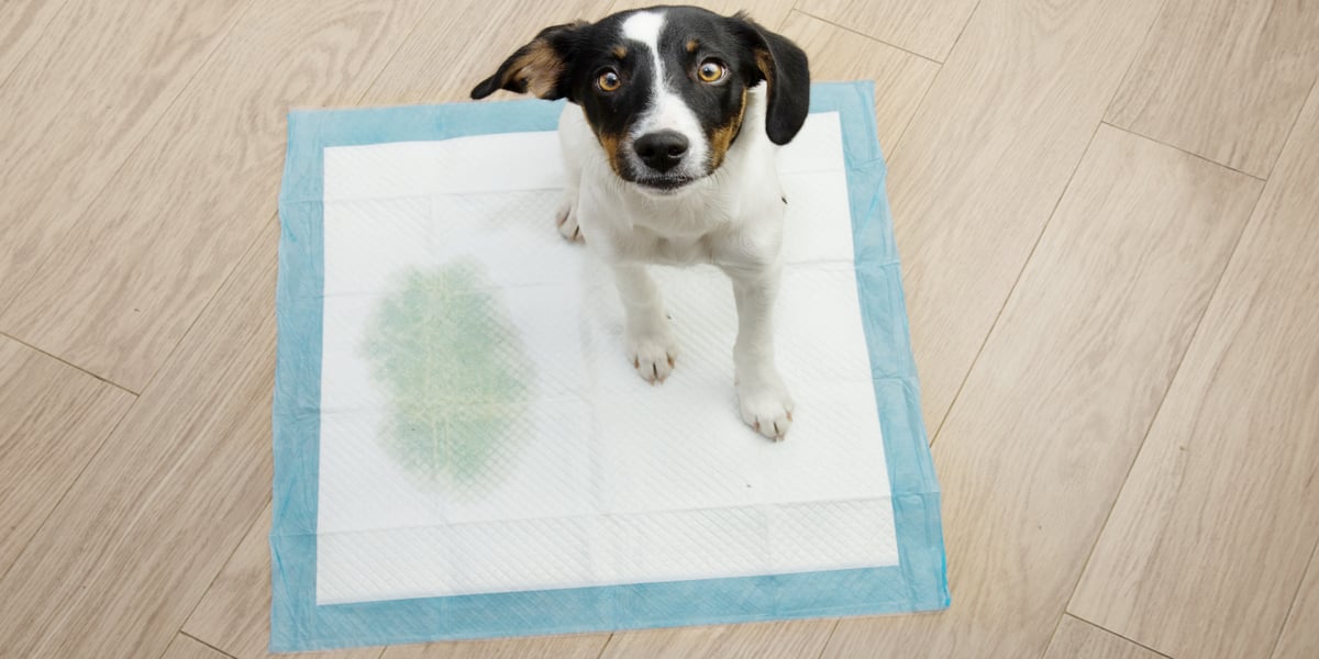 Waggel Blog The Ultimate Guide to Puppy Training Pads How to Use