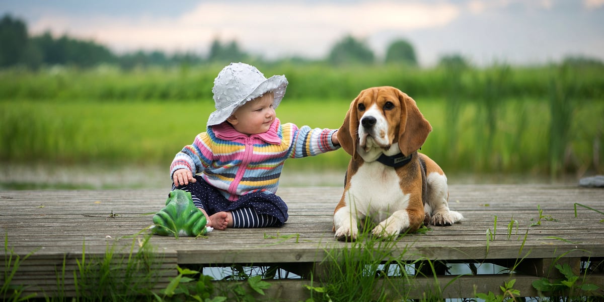 Waggel Blog Best Family Dogs UK Top 10 Best Dog Breeds for Families