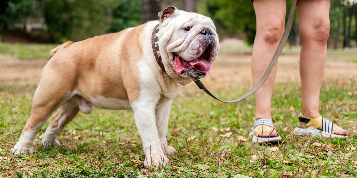 Waggel Blog Small Dog Breeds UK The Top 10 Small Dog Breeds