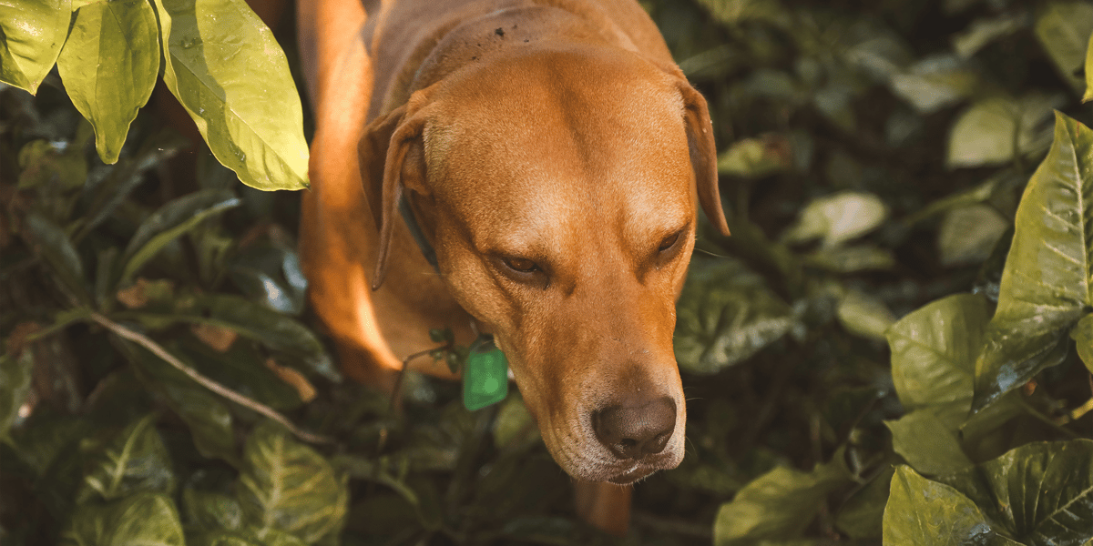 Waggel Blog Dealing with Nettle Stings on Dogs Causes, Symptoms
