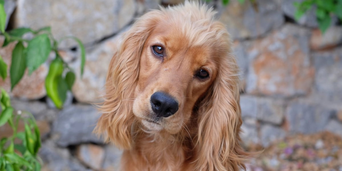 Waggel Blog - Cocker Spaniel Names | Waggel’s Top 20