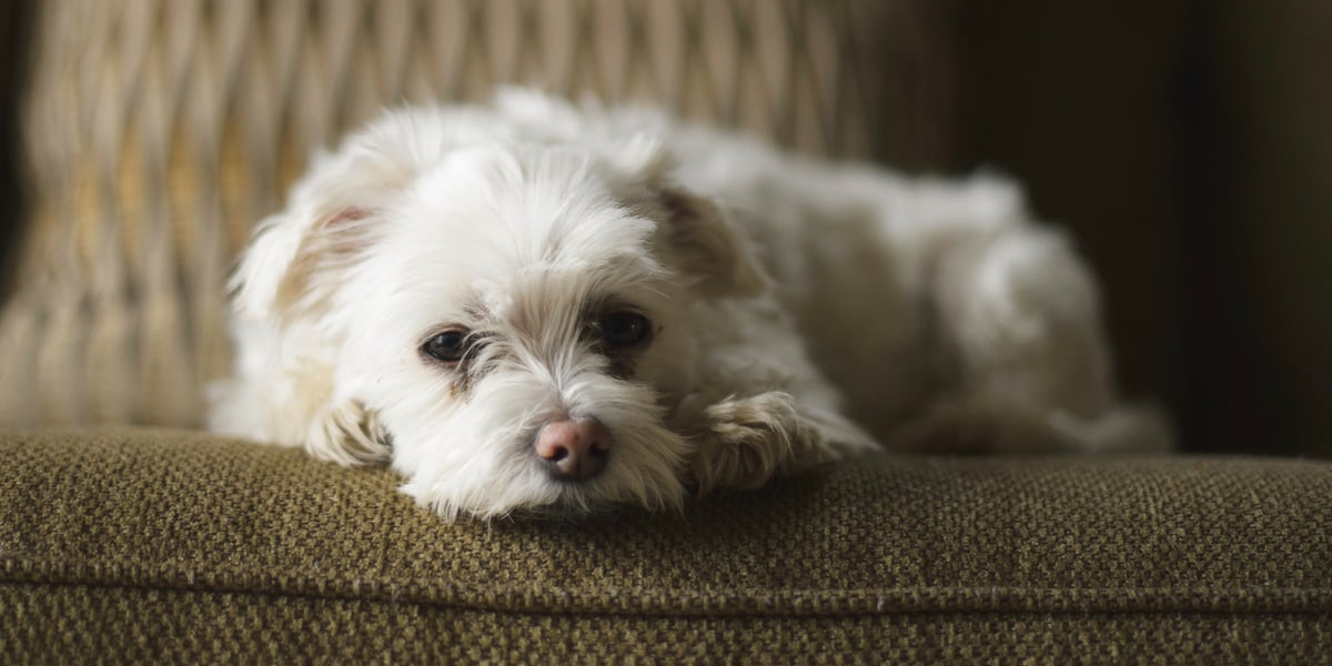 Waggel Blog Dogs That Don't Shed Dog Breeds With Little to No Shedding