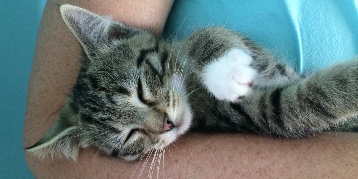 Waggel Blog How To Pick Up A Cat Correct Way To Handle A Cat