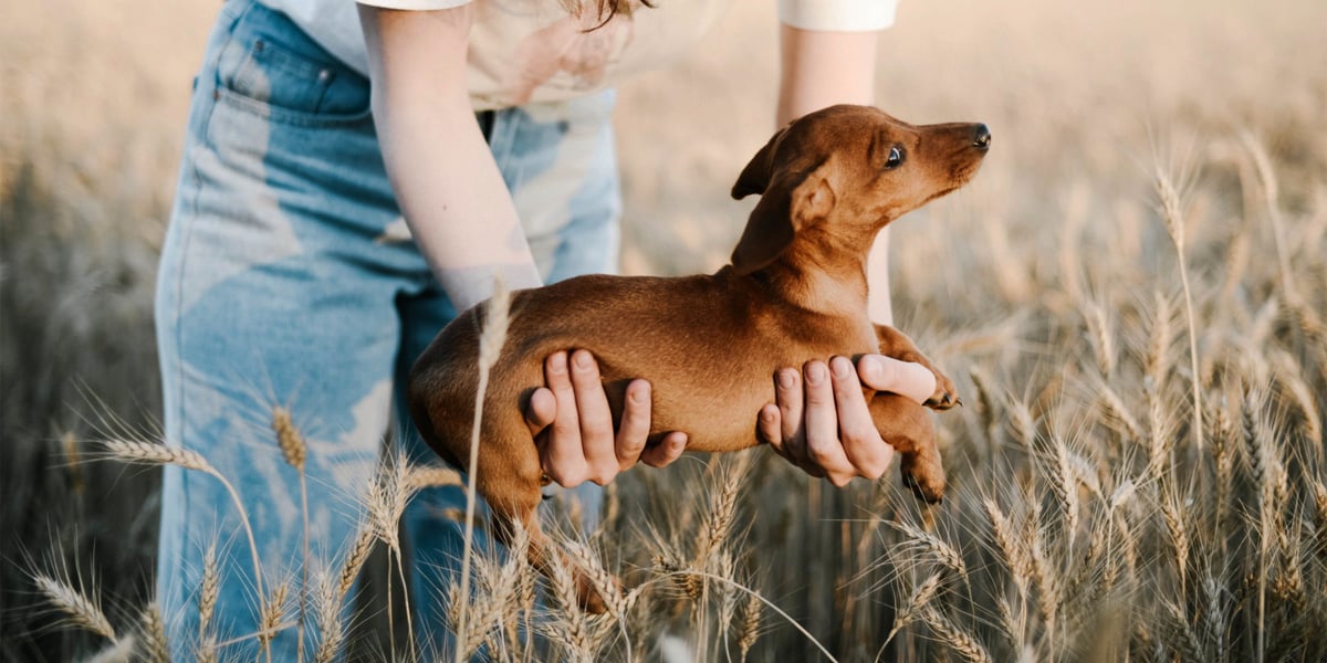 Waggel Blog Dachshund Names Top 20 Names for Sausage Dogs