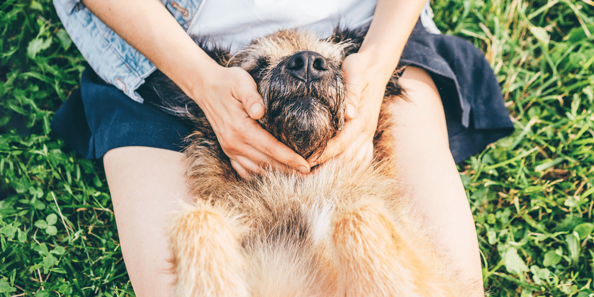 Waggel Blog - Dealing with Nettle Stings on Dogs: Causes, Symptoms ...