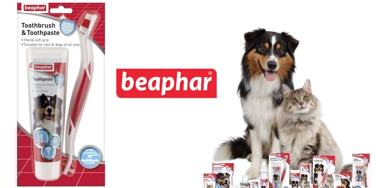 Waggel Blog How to Keep Your Dog's Teeth Clean with a Dog Toothbrush