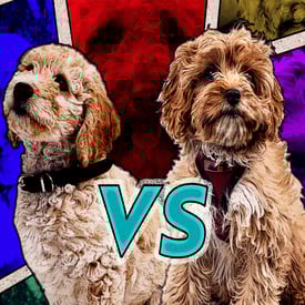 Waggel Blog - Cockapoo VS Cavapoo | Comparing the Breeds