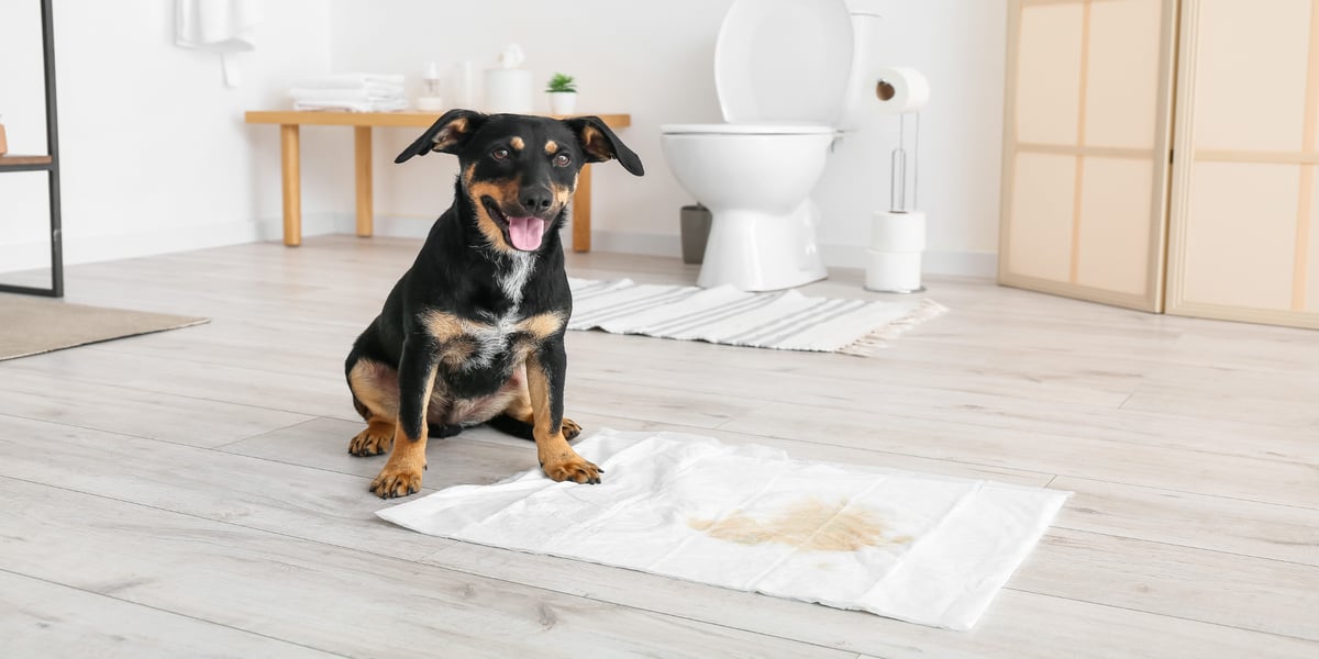 Waggel Blog The Ultimate Guide to Puppy Training Pads How to Use