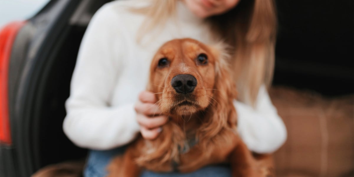Waggel Blog How to Groom a Cocker Spaniel Grooming a Cocker Spaniel