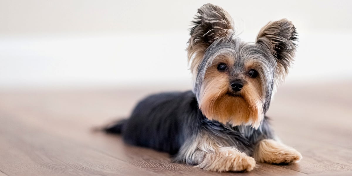 Waggel Blog Small Dog Breeds UK The Top 10 Small Dog Breeds