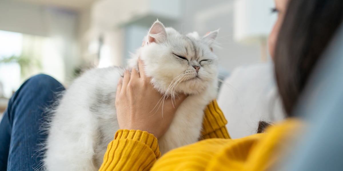 Waggel Blog Cat Calming PlugIn What Are They and Do They Work?