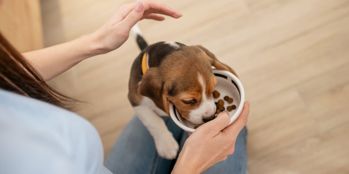 Waggel Blog - Grain-Free Puppy Food: The Ultimate Guide - Puppy Food Grain Free Sugar Content