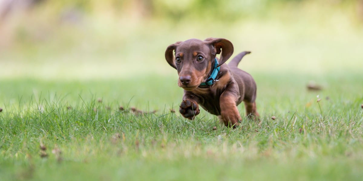 Waggel Blog Puppy Insurance UK When Do I Need Pet Insurance?