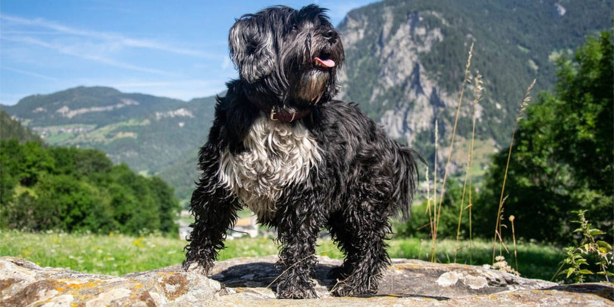 Waggel Blog Dogs That Don't Shed Dog Breeds With Little to No Shedding