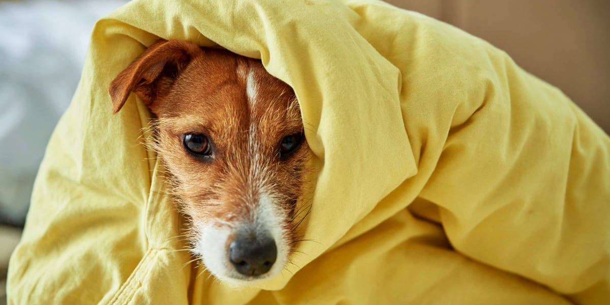 waggel-blog-best-family-dogs-uk-top-10-best-dog-breeds-for-families