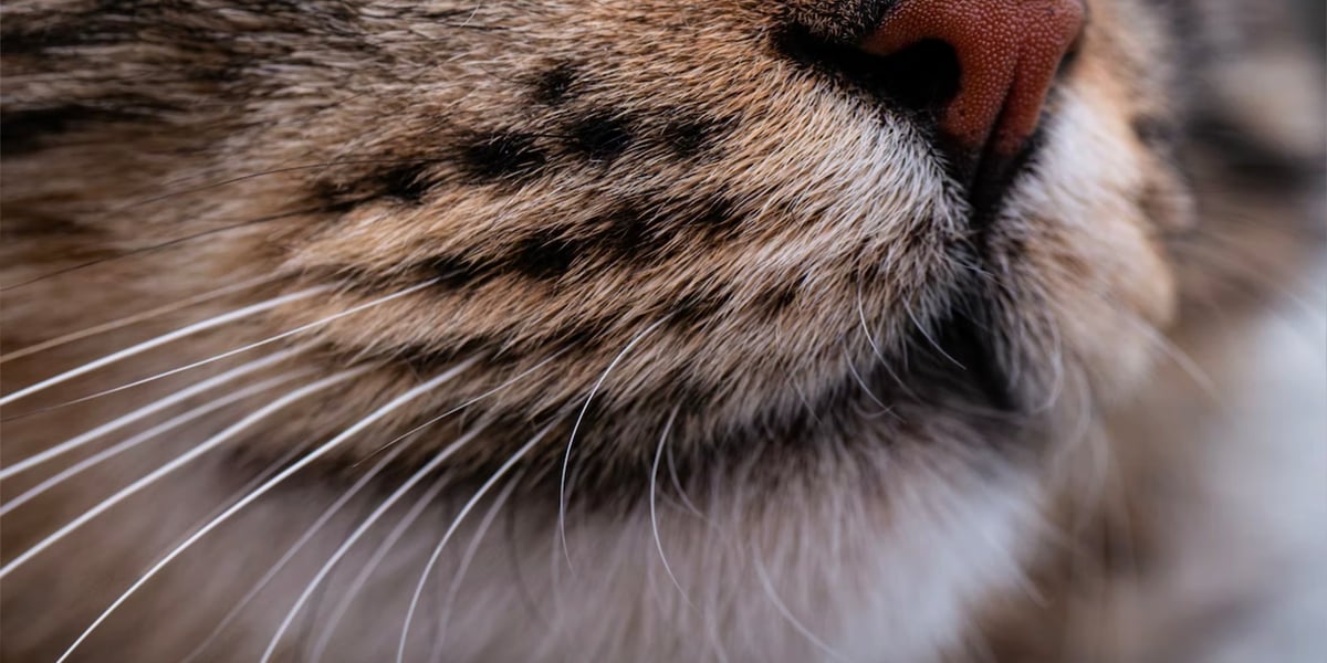 Waggel Blog Do Cat Whiskers Grow Back How Long Does it Take?