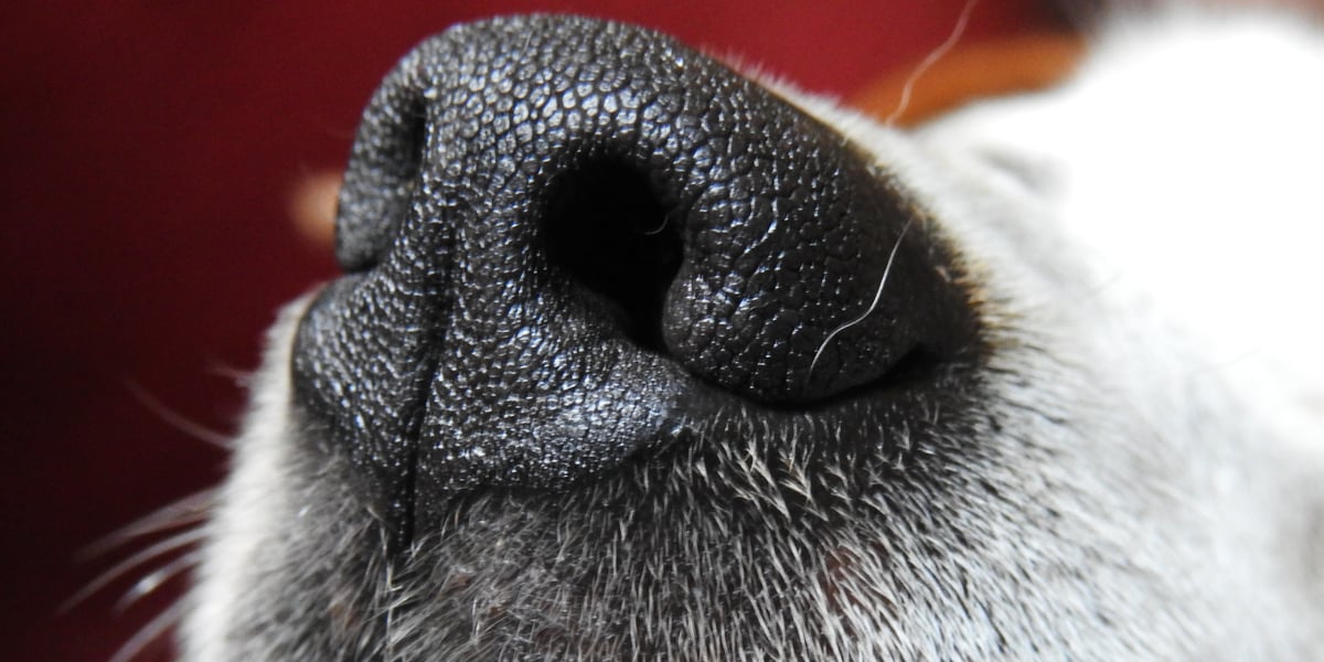 Waggel Blog Why Are Dog Noses Wet? Waggel Answers Your Questions