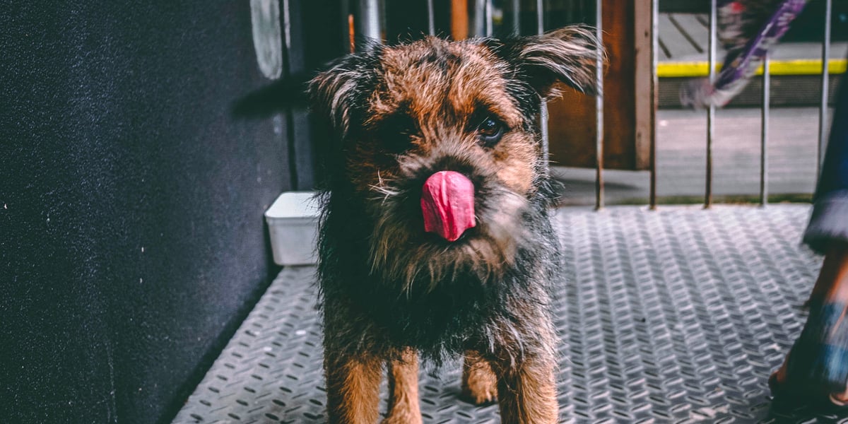 Waggel Blog Dog Keeps Licking Lips Why is it Happening?