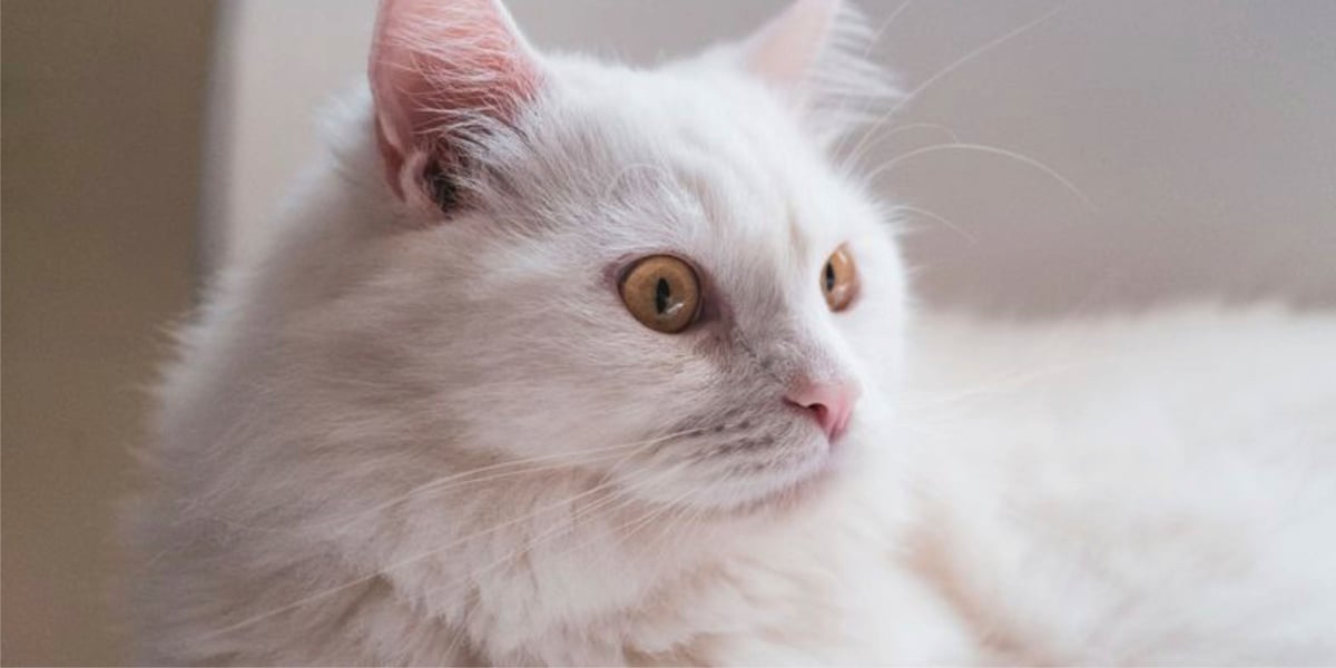 What Is Considered A Pre Existing Condition For Dogs