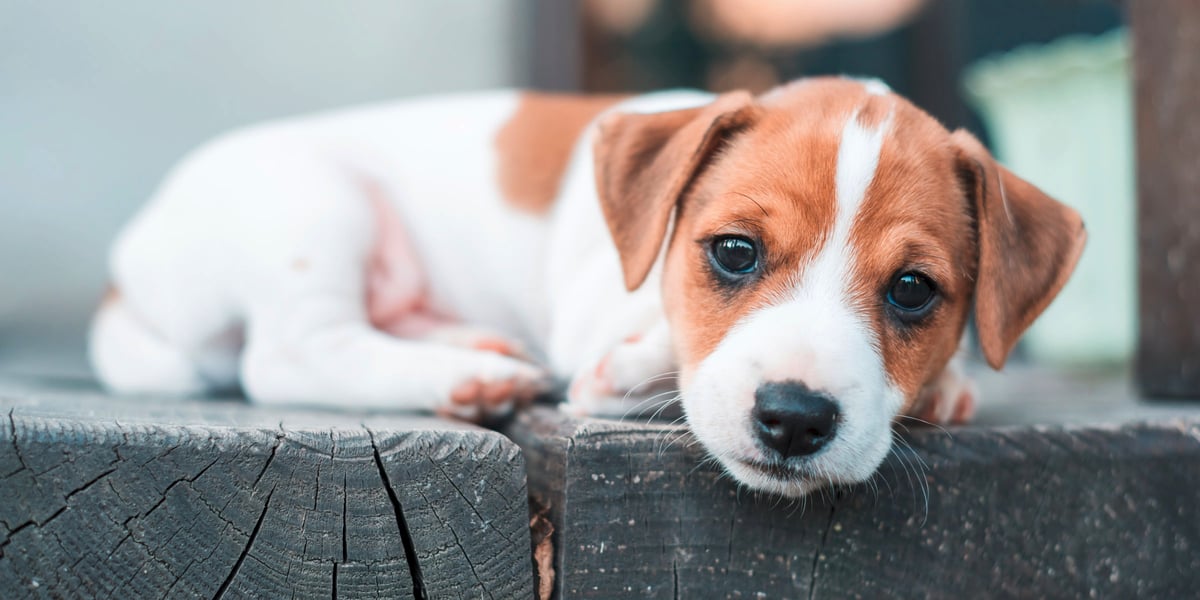 Waggel Blog Small Dog Breeds UK The Top 10 Small Dog Breeds