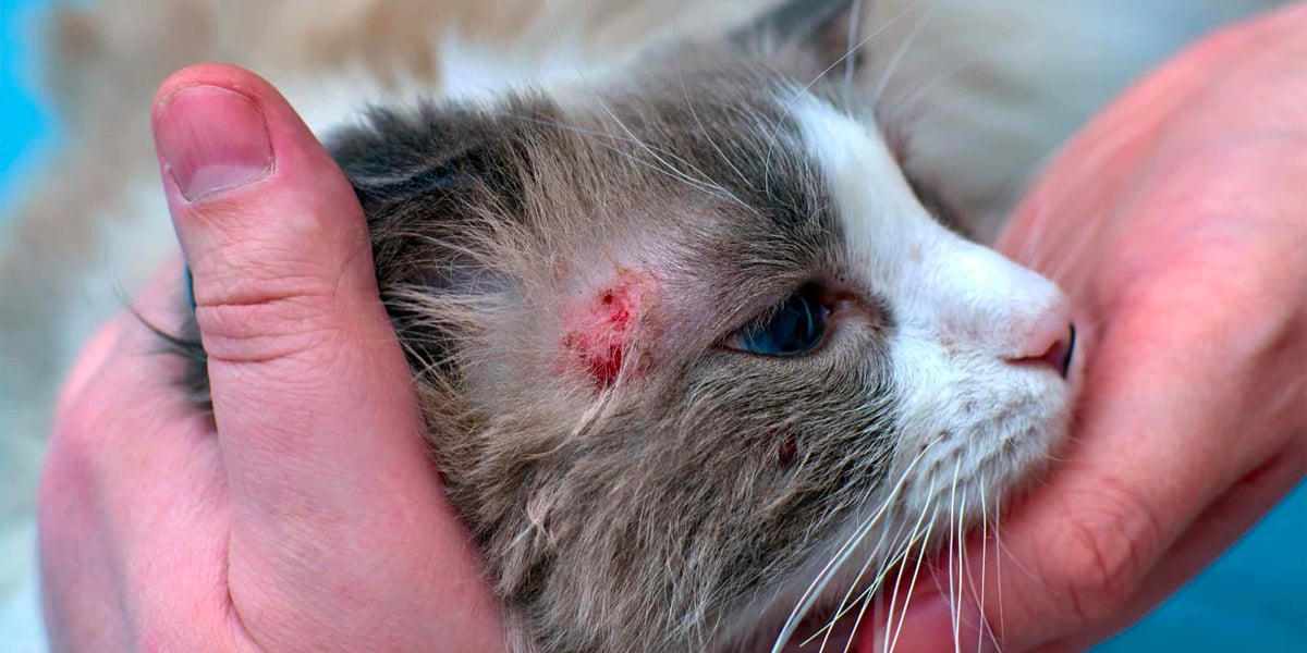 Waggel Blog - Ringworm in Cats - Treatment and Symptoms - Symptoms After Ringworm Treatment In Cats