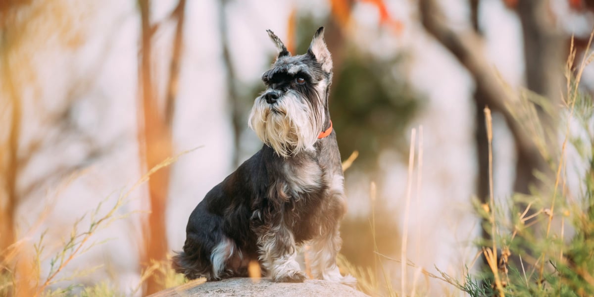 Waggel Blog Small Dog Breeds UK The Top 10 Small Dog Breeds