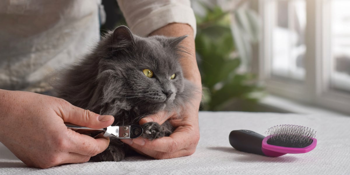 Waggel Blog Cat Grooming Guide Tips to Groom Your Cat