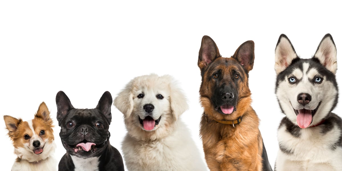 Waggel Blog Best Family Dogs UK Top 10 Best Dog Breeds for Families