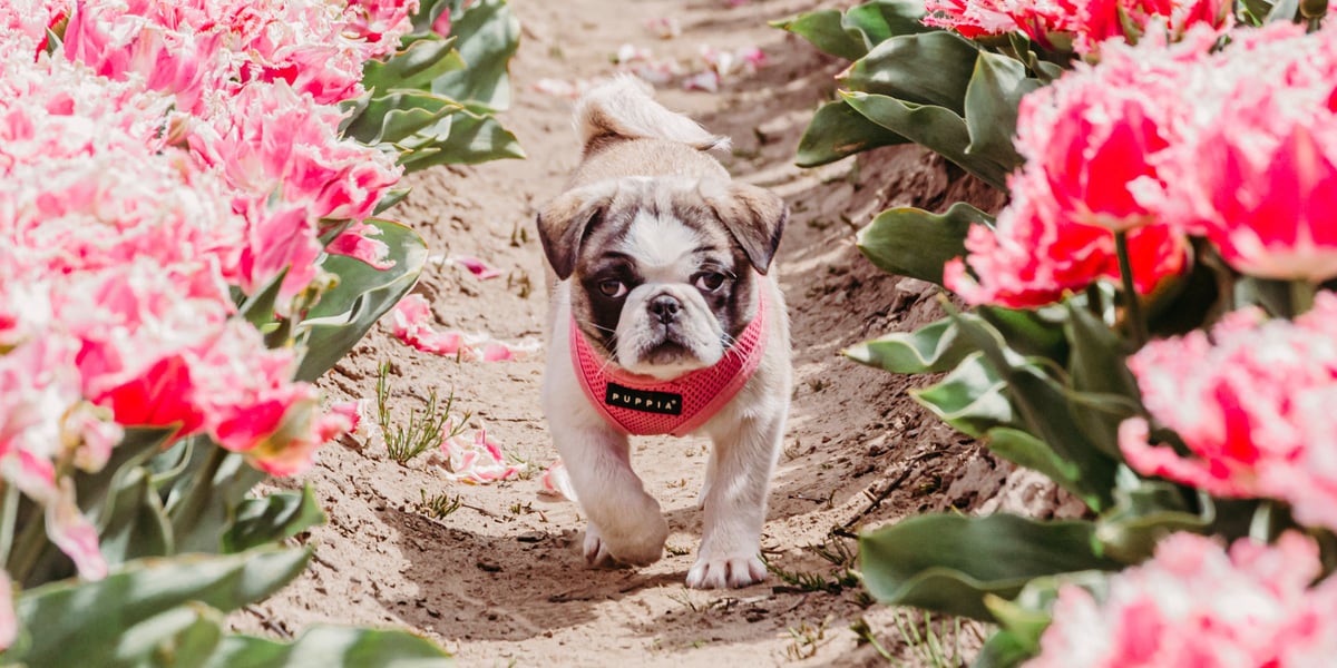 Waggel Blog Small Dog Breeds UK The Top 10 Small Dog Breeds