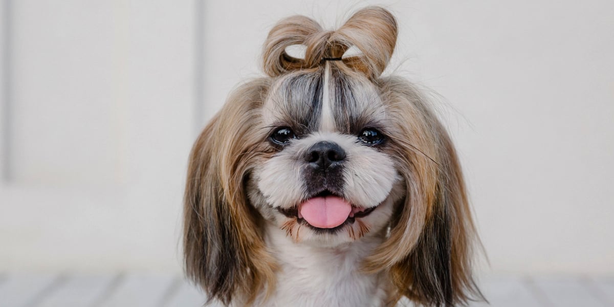 Waggel Blog Small Dog Breeds UK The Top 10 Small Dog Breeds