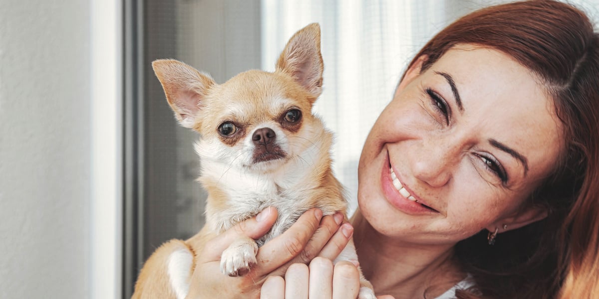 Waggel Blog Small Dog Breeds UK The Top 10 Small Dog Breeds