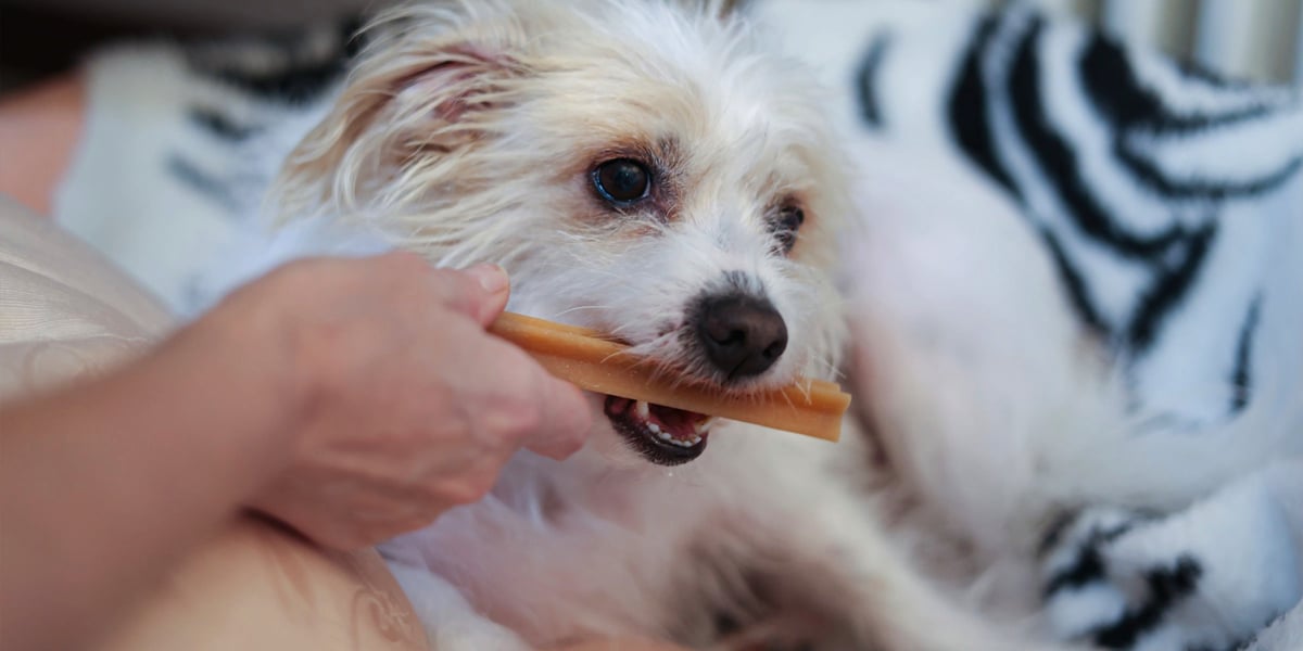 Waggel Blog Dental Sticks for Dogs Keeping Your Dog's Teeth Healthy