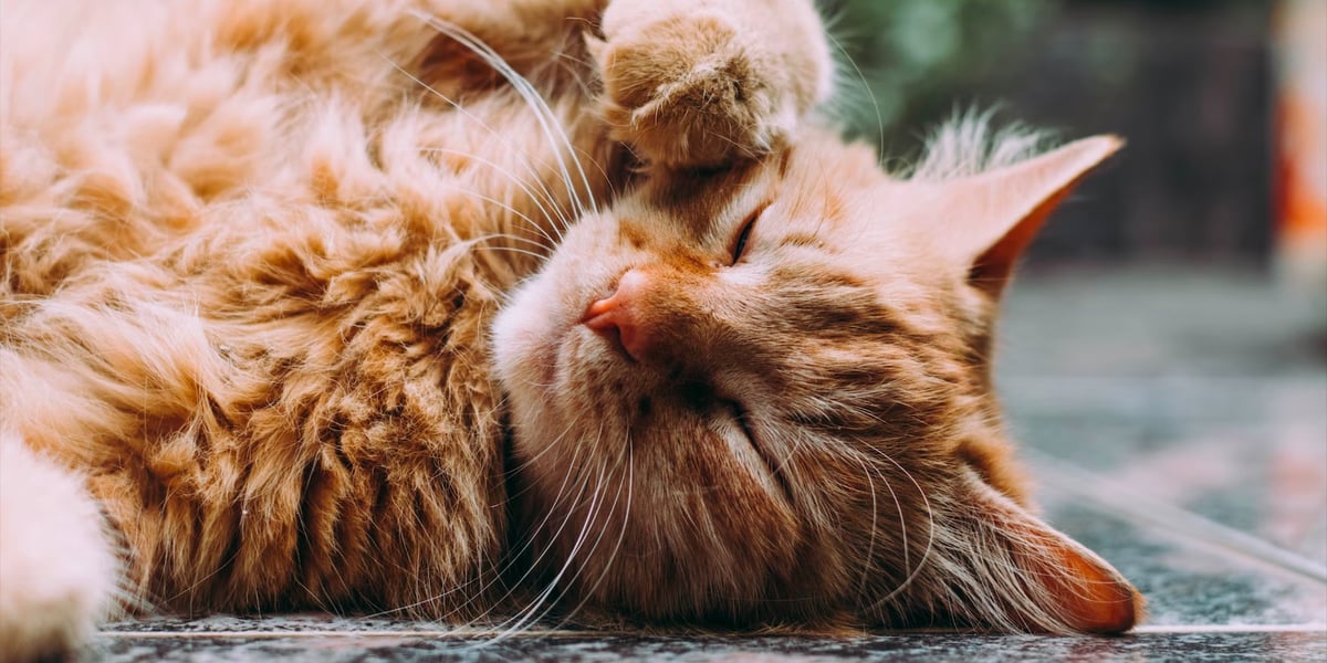 Waggel Blog Do Cat Whiskers Grow Back How Long Does it Take?