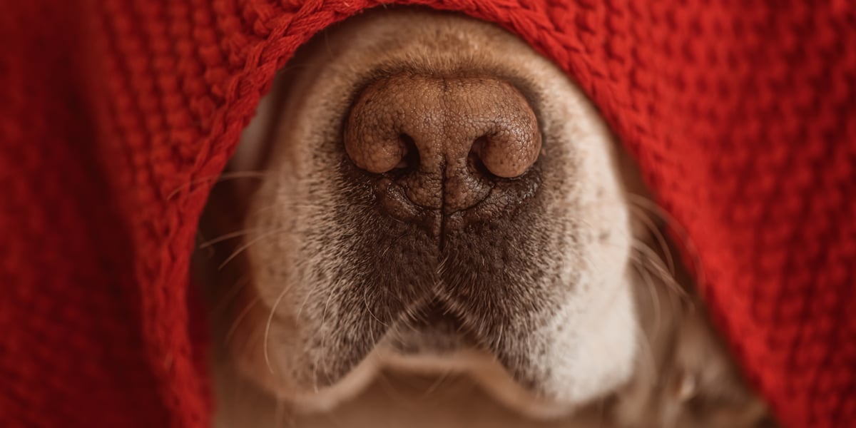 Waggel Blog Why Are Dog Noses Wet? Waggel Answers Your Questions