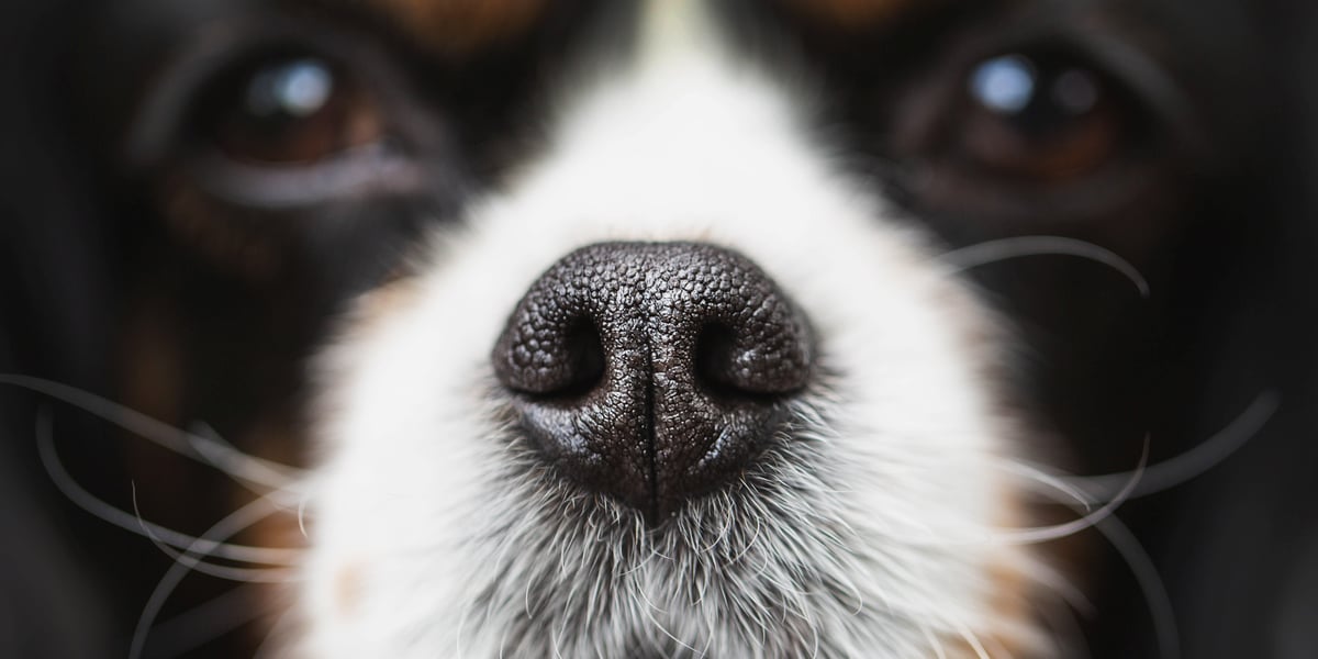 Waggel Blog Why Are Dog Noses Wet? Waggel Answers Your Questions