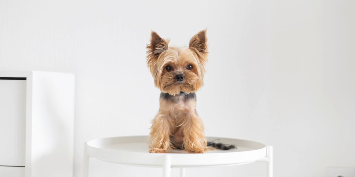 Waggel Blog Dogs That Don't Shed Dog Breeds With Little to No Shedding