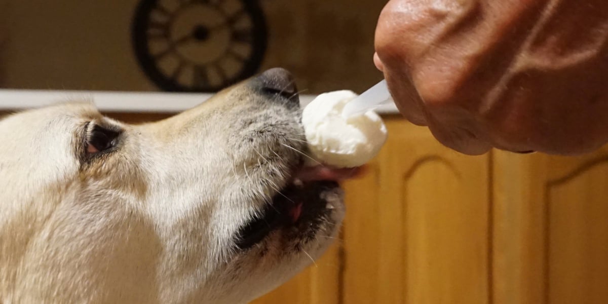 Waggel Blog Dog Ice Lollies Ice Lolly Recipes for Hot Pooches