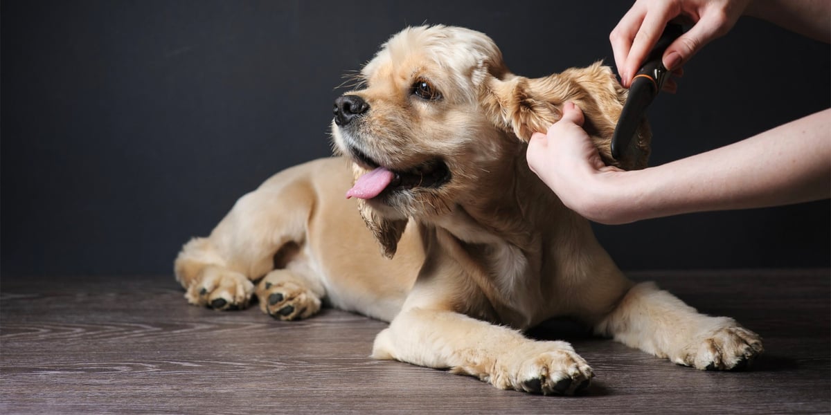 Waggel Blog How to Groom a Cocker Spaniel Grooming a Cocker Spaniel