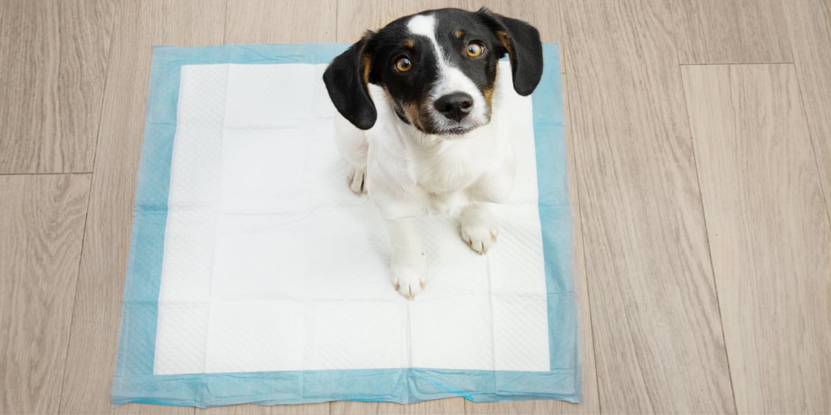 Waggel Blog The Ultimate Guide to Puppy Training Pads How to Use