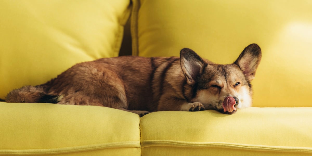 Waggel Blog Dog Keeps Licking Lips Why is it Happening?