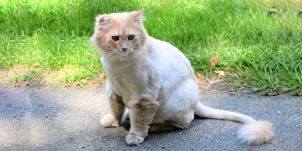 Waggel Blog Lion Cut for Cats Is it Safe to Give my Cat a Lion Cut?