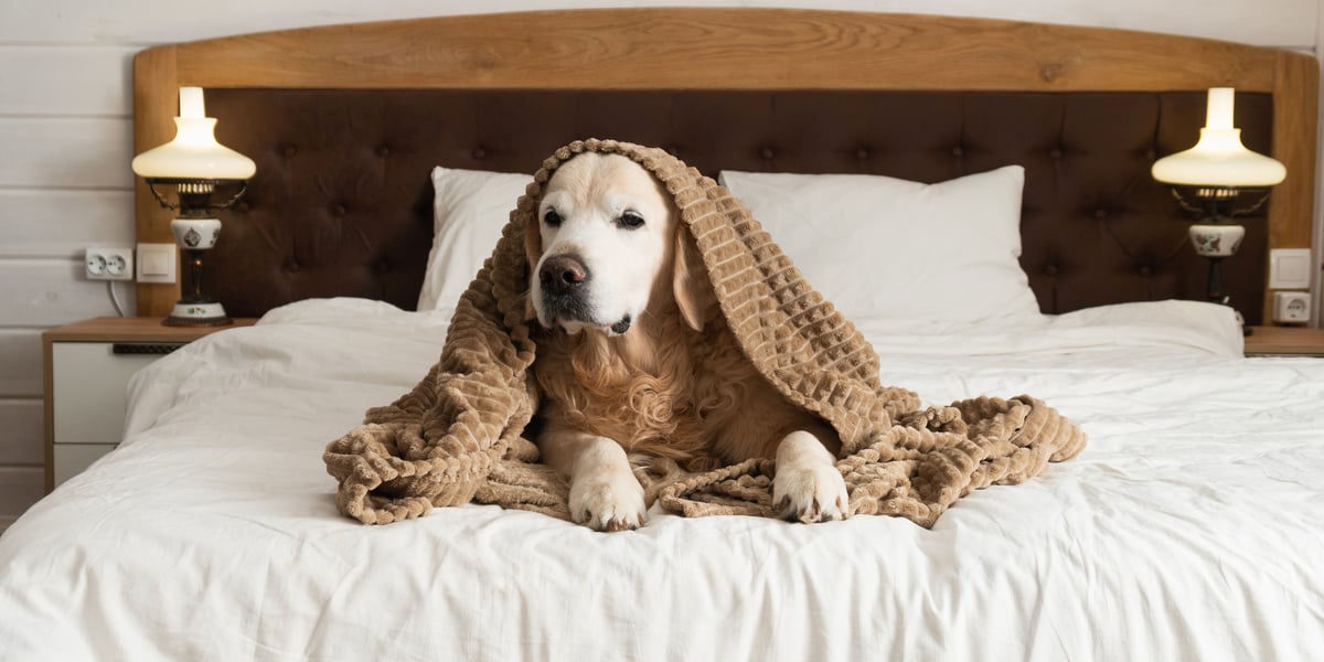 Waggel Blog Dog Coughing Symptoms, Kennel Cough, & Treatments