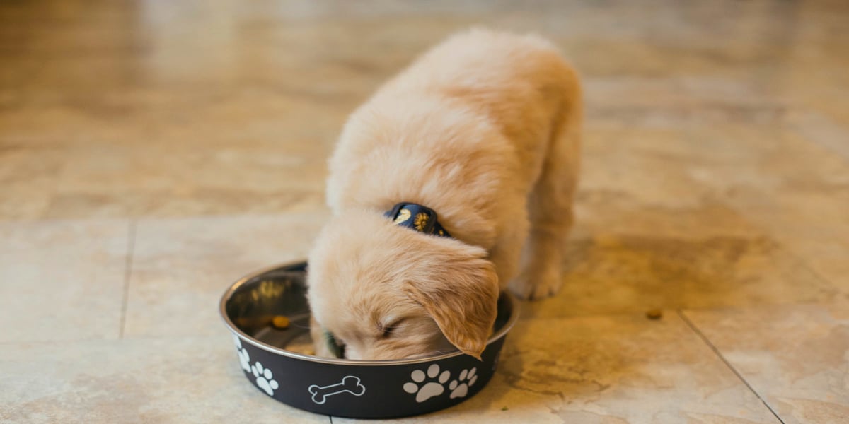 Waggel Blog Dog Gravy Can Dogs Have Gravy? What Should I Choose?