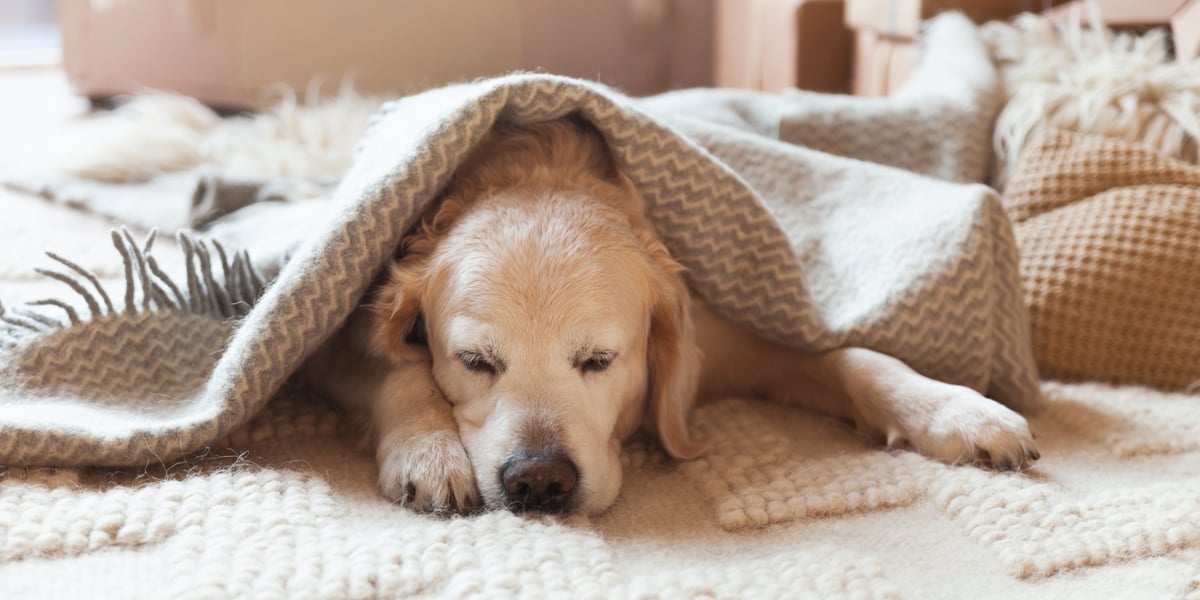 Waggel Blog Dog Coughing Symptoms, Kennel Cough, & Treatments